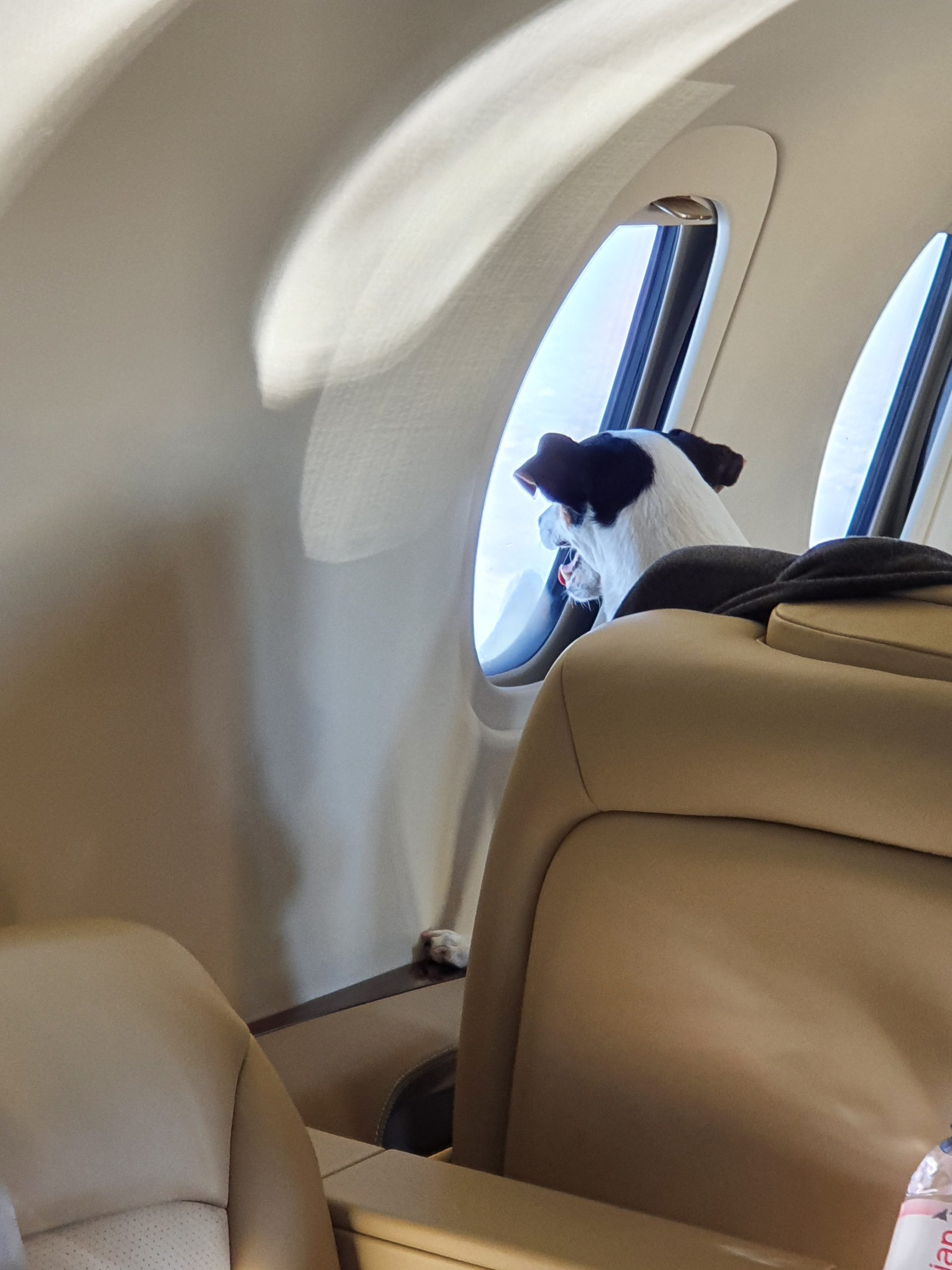 Foto eines Hundes, der aus dem Fenster eines Privatjets schaut